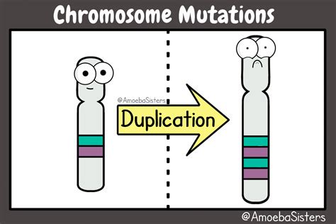 Chromosome Mutations GIF | Vive les SVT ! Les sciences de la vie et de la Terre au collège et au ...