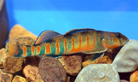 Virginia Fishes: Candy darters (Etheostoma osburni) in Big Stony Creek