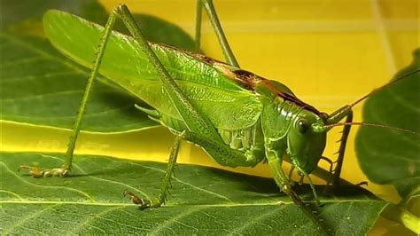 Where is Green Grasshopper Living in a Big City? Why Grasshopper Came ...