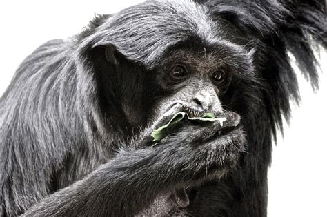 Premium Photo | Monkey feeding at zoo