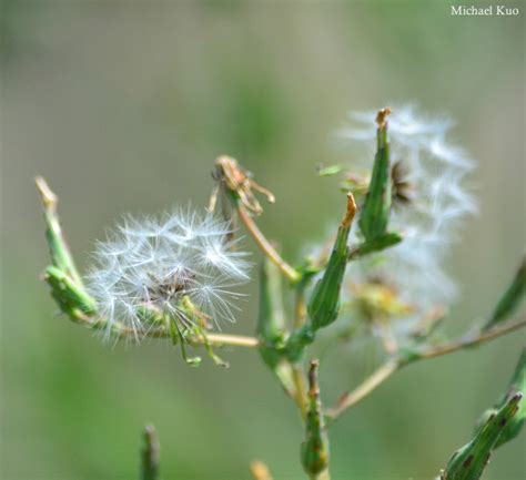 Sonchus oleraceus (common sowthistle) at Midwestnaturalist.Com