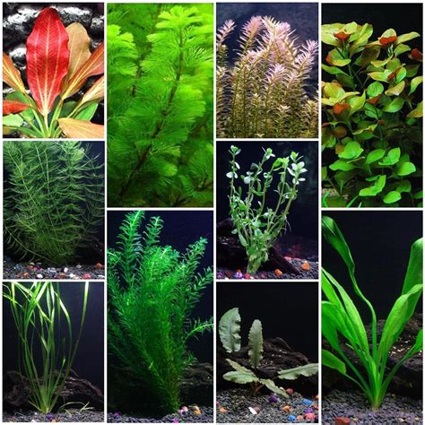 Marine aquarium plants - hoolipurple