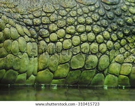 Dinosaur Skin Texture Stock Images, Royalty-Free Images & Vectors | Shutterstock