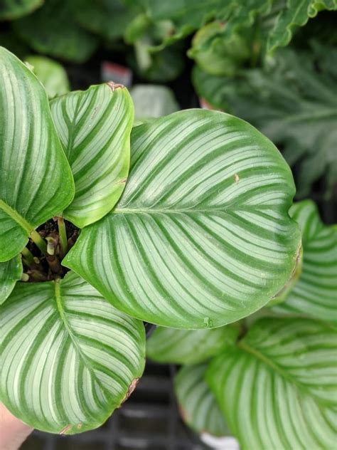 Calathea Care: Caring for Different Calathea Varieties