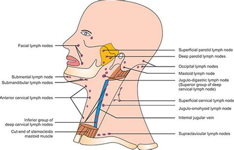 Jugular Lymph Nodes