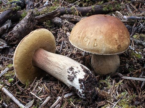 California Fungi: Boletus edulis