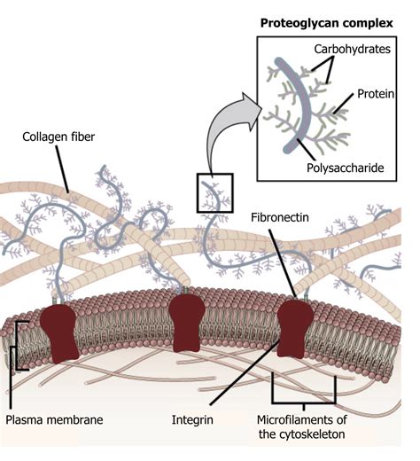 Extracellular Matrix – Cell Biology, Genetics, and Biochemistry for Pre-Clinical Students