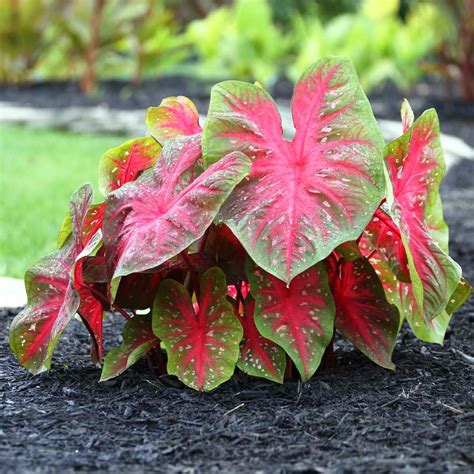 Caladium 'Red Flash' (Bulbs) – myBageecha