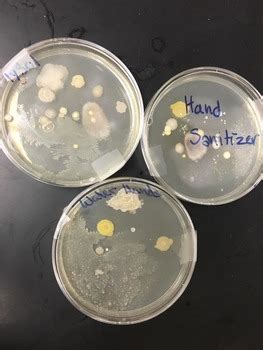 Bacterial Growth Lab by Sassy Science | TPT