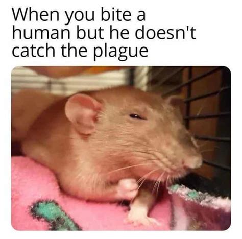 34 Weird Rat Memes That Only A Dirty Little Rodent Will Like