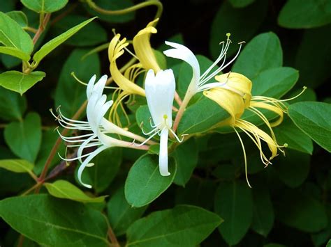 The Best Types of Honeysuckle Vines and How To Grow It In The Garden | Honeysuckle vine ...