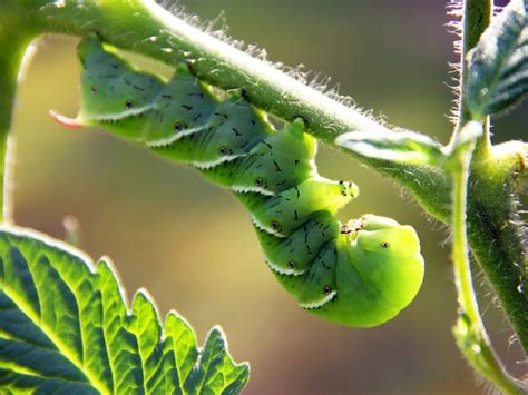 Tomato Hornworms: How To Get Rid Of Tomato Caterpillars