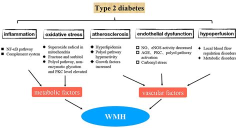 Frontiers | The Mechanisms of Type 2 Diabetes-Related White Matter Intensities: A Review