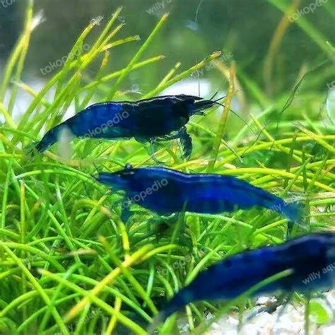 Jual udang hias blue diamond aquascape / udang hias aquascape 3 ekor ...