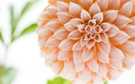 Dahlia Flower Wallpapers - Top Free Dahlia Flower Backgrounds ...