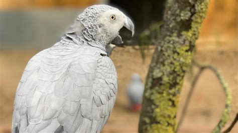 Swearing parrots separated at British zoo | wthr.com