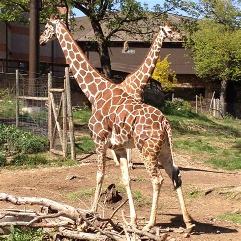 Omaha zoo, one of the best zoos ever!!! | Omaha zoo, Favorite family ...