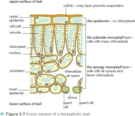 Photosynthesis and plant leaves - Unit 1