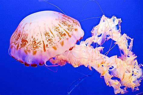 Black Sea Nettle in Jellyfish Tank in Monterey Aquarium-California Photograph by Ruth Hager ...