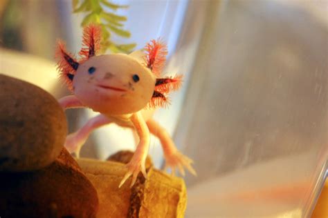 Axolotl - A Walking Fish That can Regenerate Limbs