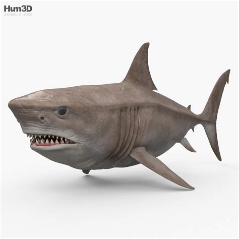 3D model of Megalodon HD available for Download in FBX, OBJ, 3DS, C4D ...