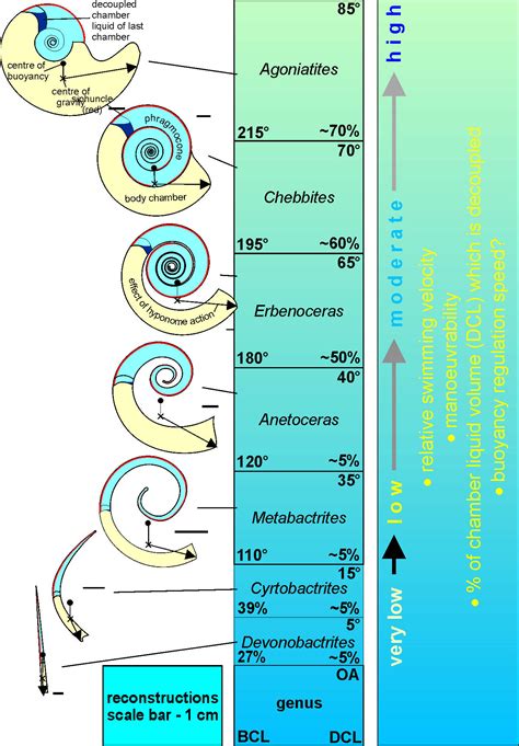 PALAEONTOLOGY[online] | Media: Figure 3