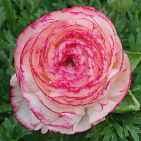 100 PCS Seeds Mixed Color Ranunculus Asiaticus Flower – GreenSeedGarden