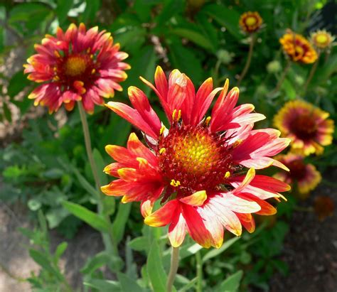 Photo #11497 | Gaillardia x grandiflora | plant lust