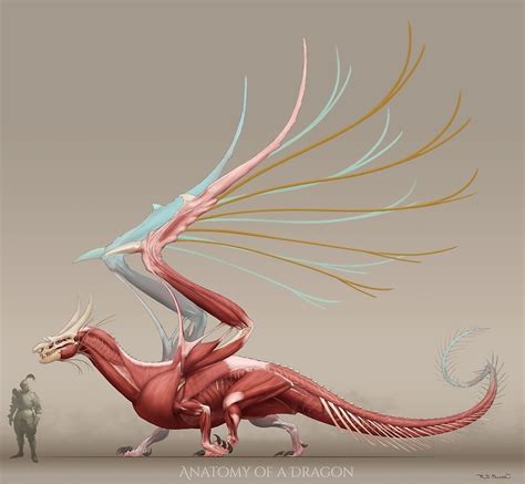 "Dragon Anatomy 002" by RJ Palmer | Redbubble