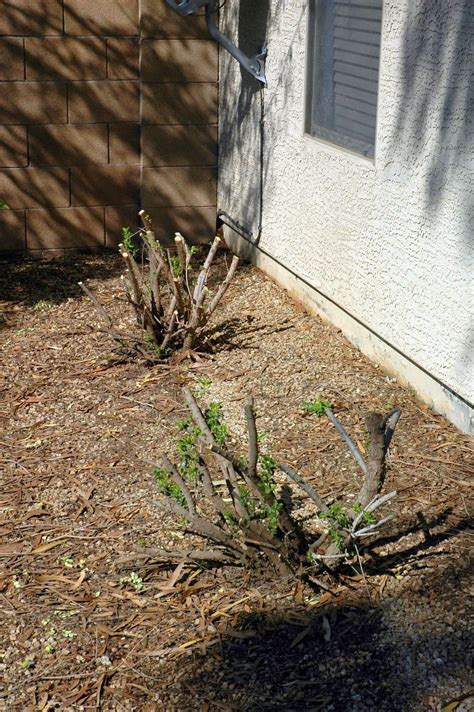 pruning_Texas_Sage - Desert Gardening 101