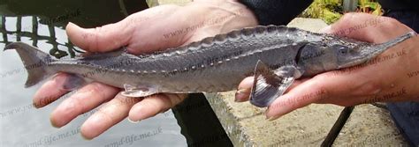 Sturgeon Species List - sturgeons - Pond Life