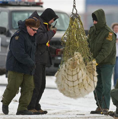 In Canada, misbehaving polar bears go to jail - Big Think