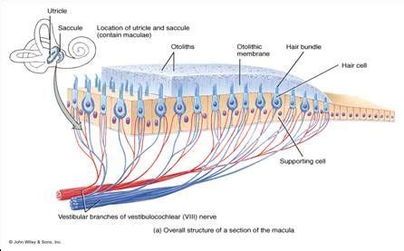 Image result for macula ear