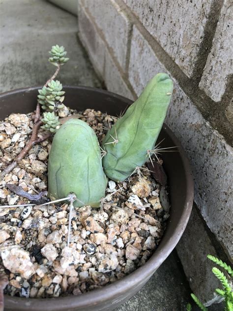 Just the tips : r/cactus