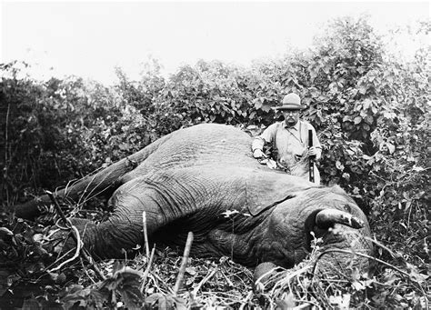File:Roosevelt safari elephant.jpg - Wikipedia