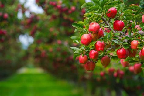 Cortland apple tree for sale - Arad Branding