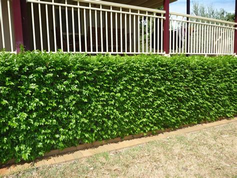 Murraya hedge - I would suggest this for along the front wall of the house. It is the same plant ...