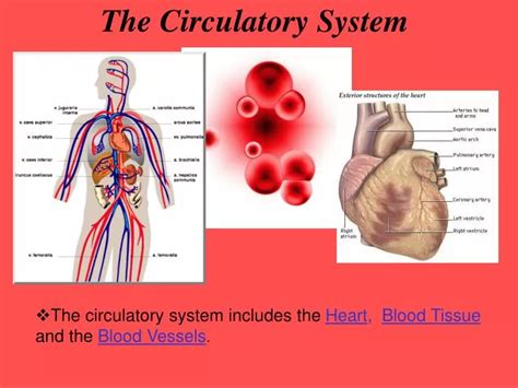 PPT - The Circulatory System PowerPoint Presentation, free download - ID:961231