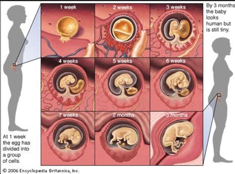 Mom and Baby: Tahap Kehamilan Trimester Pertama