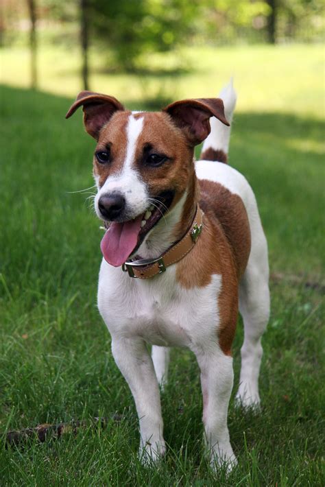 File:Jack Russell Terrier 1.jpg - Wikimedia Commons