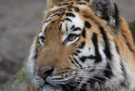 Beautiful tiger stock photo. Image of creature, mammal - 2003214