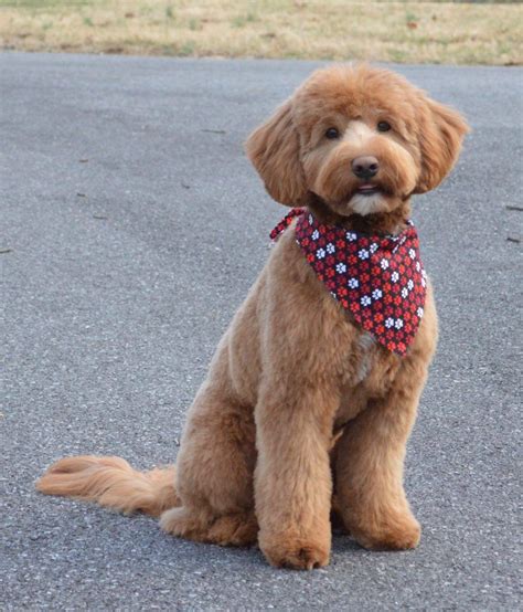 Fox Creek Farm - Creator of the mini Goldendoodle | Dog grooming, Goldendoodle puppy, Dog ...