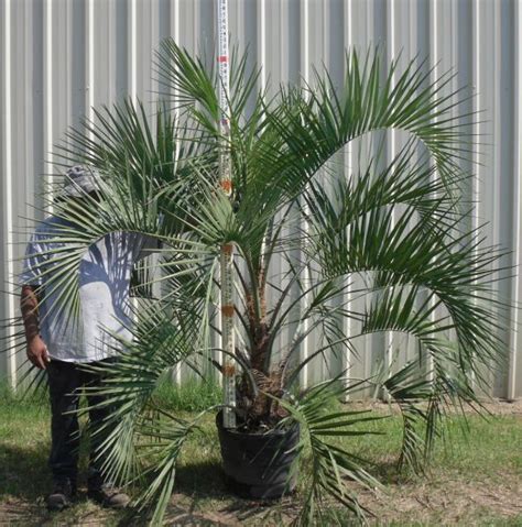 GreenForest Nursery