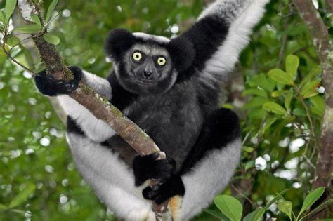 Indri - The Indri is without question one of the most interesting and beautiful lemurs on the ...