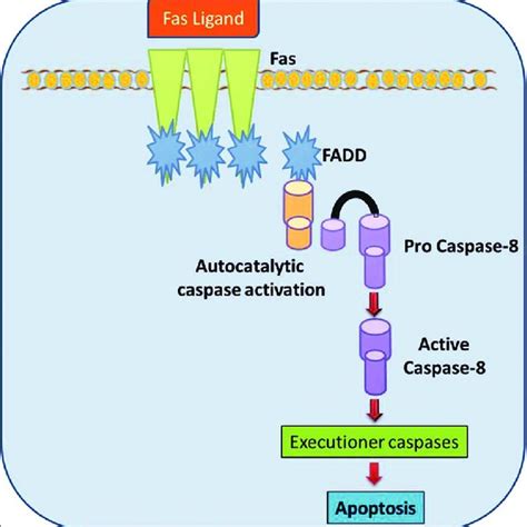 Schematic diagram representing the intrinsic (mitochondrial) pathway of... | Download Scientific ...