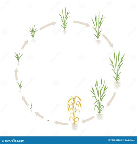 Barley Growth Stages. With One Stem. Hordeum Vulgare. Harvest ...