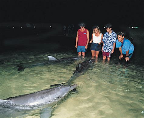 Tangalooma Dolphin Feeding Day Tour with lunch & transfers from ...