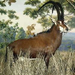 Giant Sable Antelope - Facts, Diet & Habitat Information