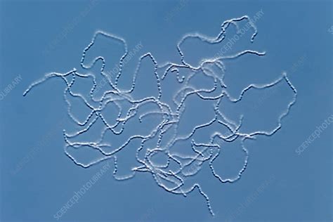 Lactococcus lactis bacteria, light micrograph - Stock Image - C038/4842 ...