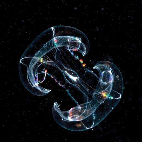 10 Ctenophora ideas | bioluminescence, jellyfish, deep sea creatures